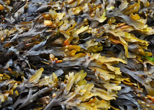 seaweed