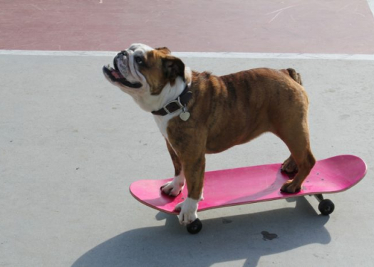 dog on skateboard