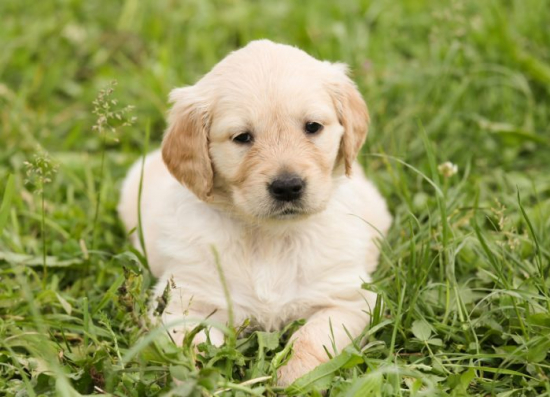 Retriever Puppy