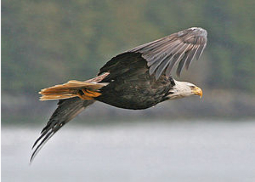 Bald Eagle