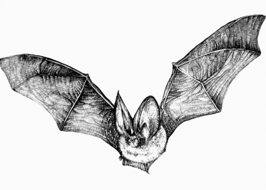 Bat Rendering