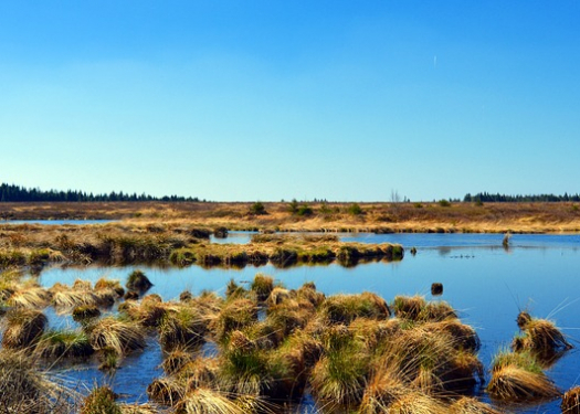 Wetlands