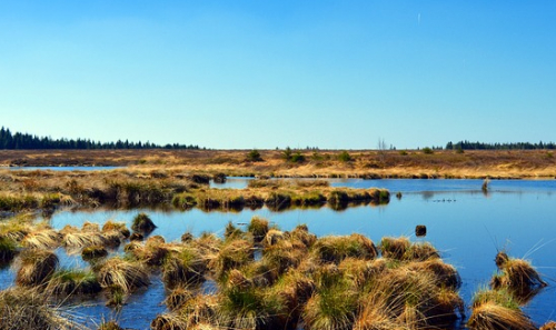 wetlands