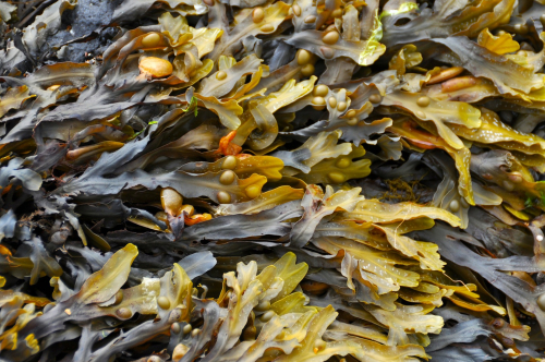 seaweed.png