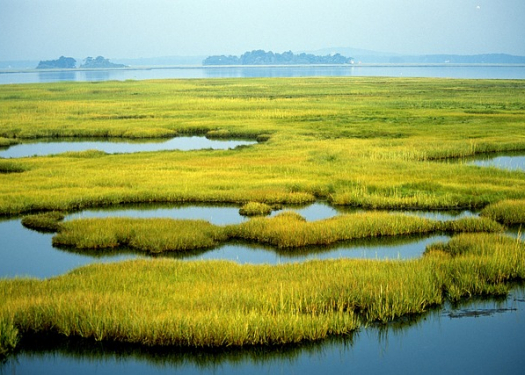 Wetlands