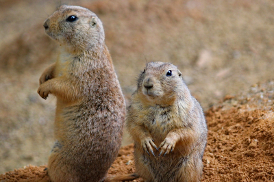 prairie dogs